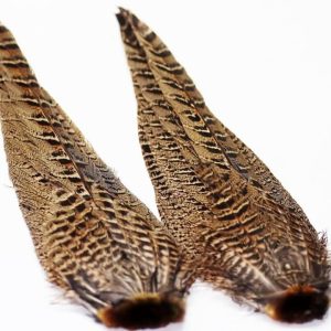 Ring-neck Hen Pheasant Tail -Complete / GAGA  FLIES